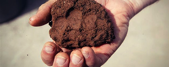 Best Soil Amendment for Clay