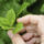 Clay Soil Amendment