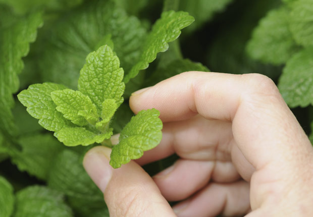 Clay Soil Amendment