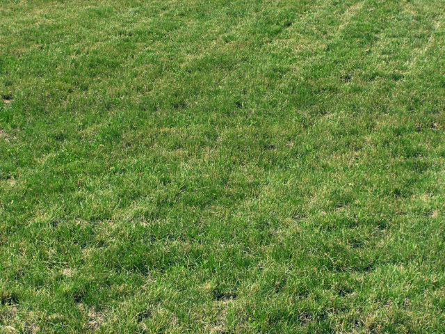 Dead Grass Dog Urine
