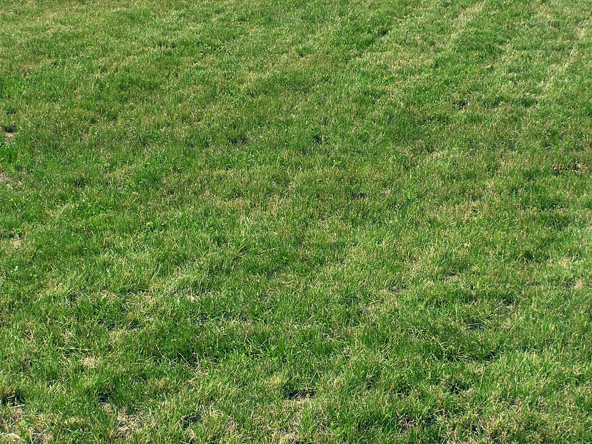 Dead Grass Dog Urine