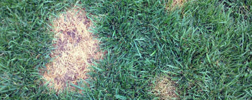 Does PetiGreen Work?