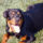 Dog Urine Grass Repair