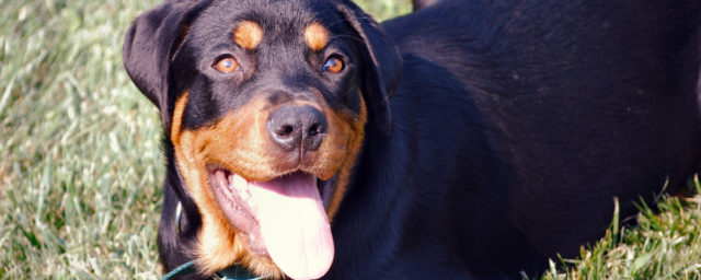 Dog Urine Grass Repair