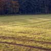 Soil Treatment