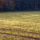 Soil Treatment