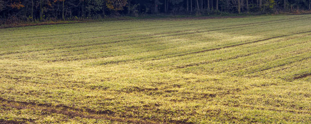 Soil Treatment