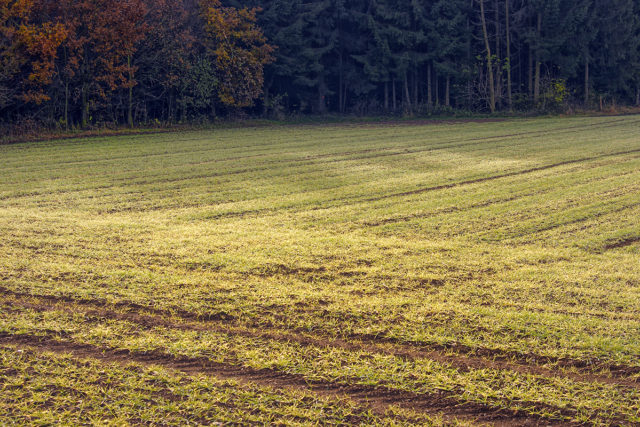 Soil Treatment