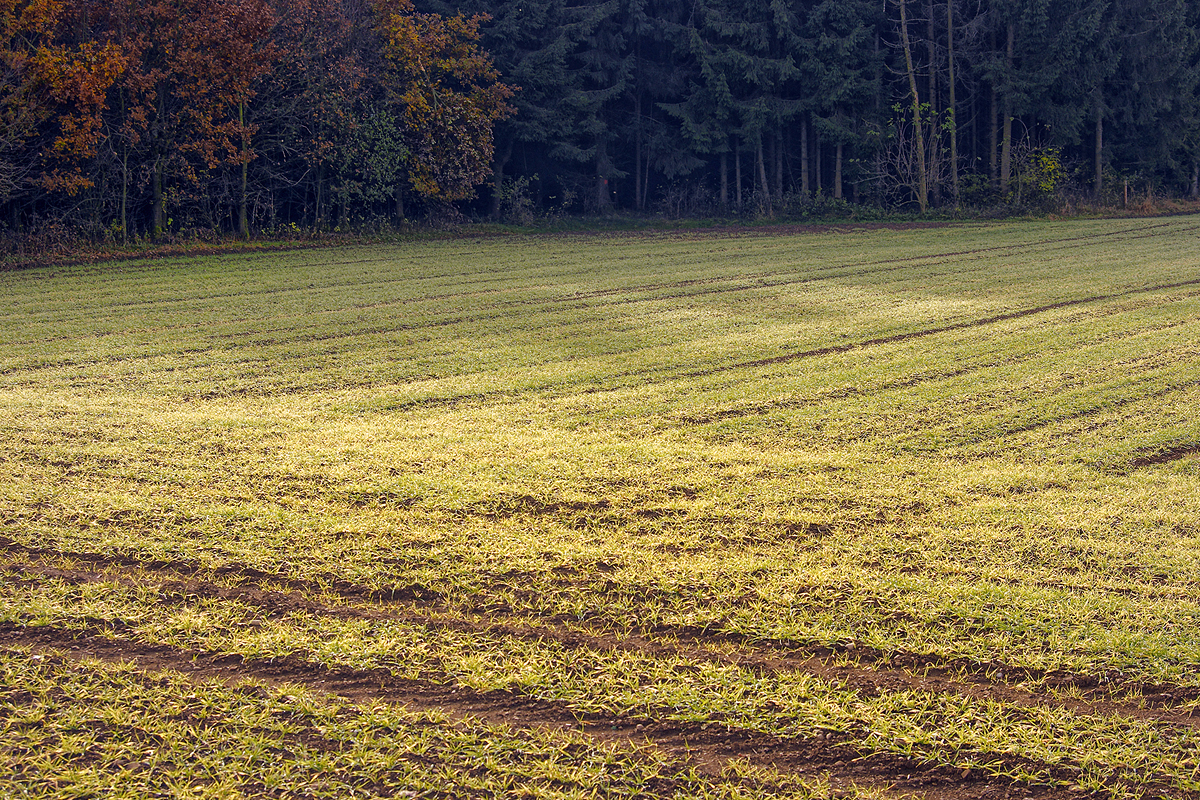 Soil Treatment