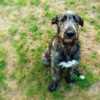 Yellow Grass Spots