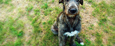 Yellow Grass Spots