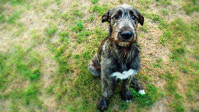 Yellow Grass Spots