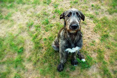 Yellow Grass Spots