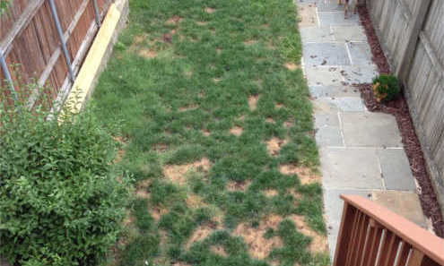 Baltimore - Dog Urine Spots- July 2014