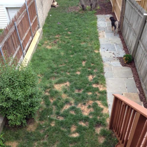 Baltimore - Dog Urine Spots- July 2014