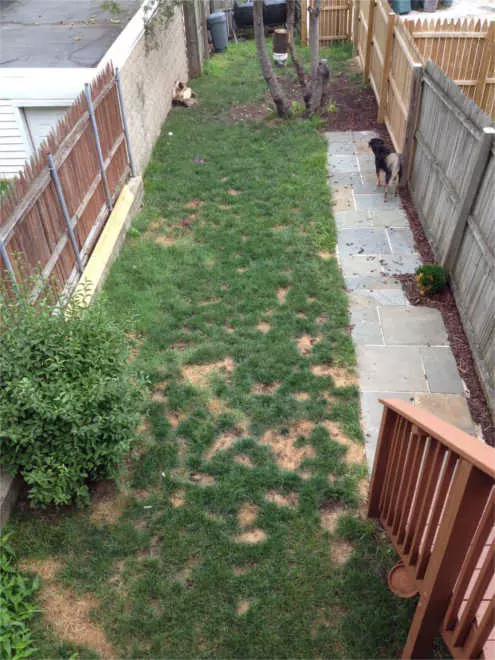 Baltimore - Dog Urine Spots- July 2014
