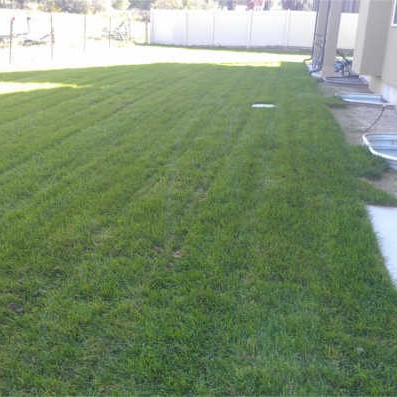 BACK LAWN - OCT 2014