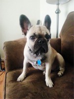 Louie Louie
