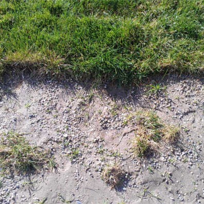 CLAY WAS TREATED AND NEW SOD LAID - SEPT 2014