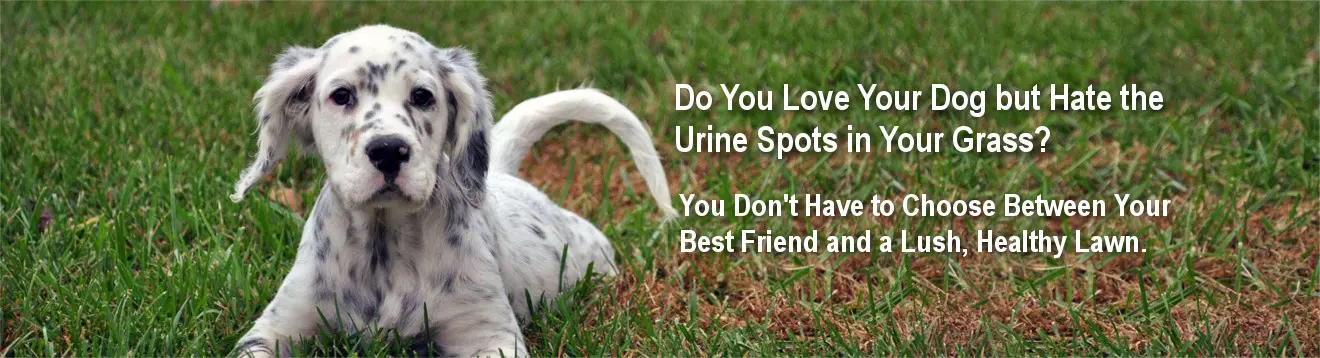 You Can Stop Dog Urine From Killing Your Gr For A Healthy Green Lawn Petigreen Page Image