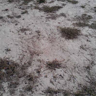 HARD CLAY SOIL PRIOR TO LAYING SOD - SEPT 2014