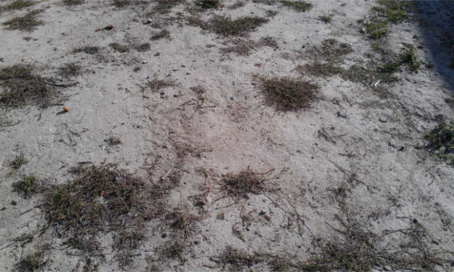 HARD CLAY SOIL PRIOR TO LAYING SOD - SEPT 2014