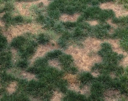 Dog Urine Killing Grass