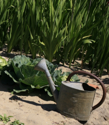 sand-watering-can