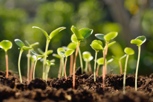 seedlings