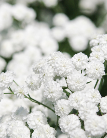 white-flowers