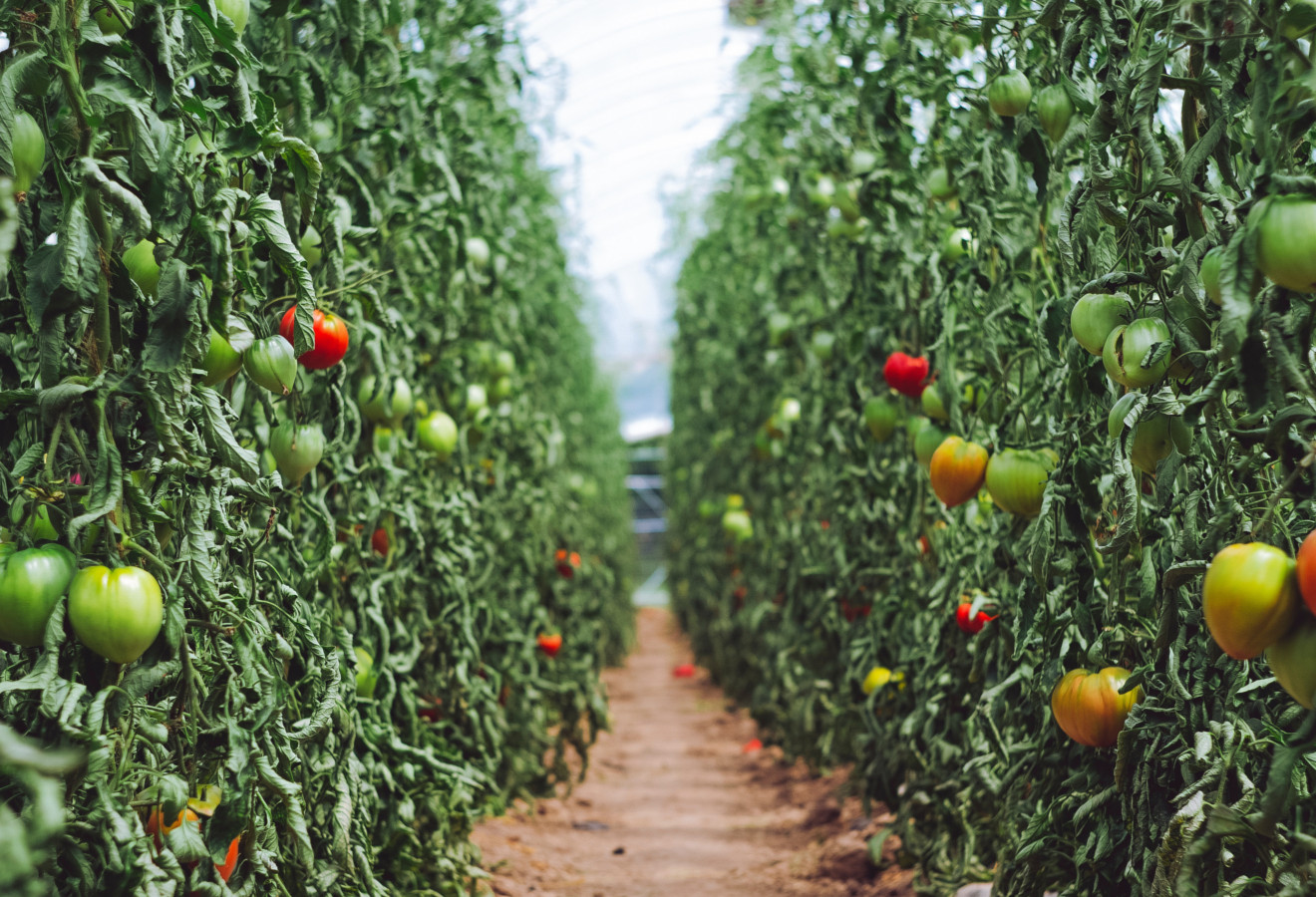 powerplant-greenhouse-tomatoes