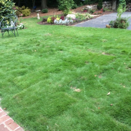 lawn brown spots pet urine prevented
