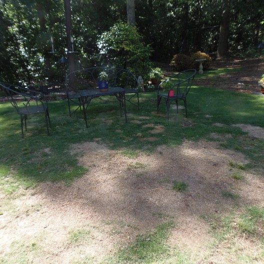 lawn brown spots pet urine