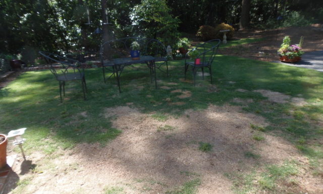 lawn brown spots pet urine