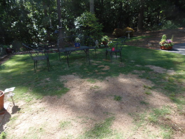 lawn brown spots pet urine