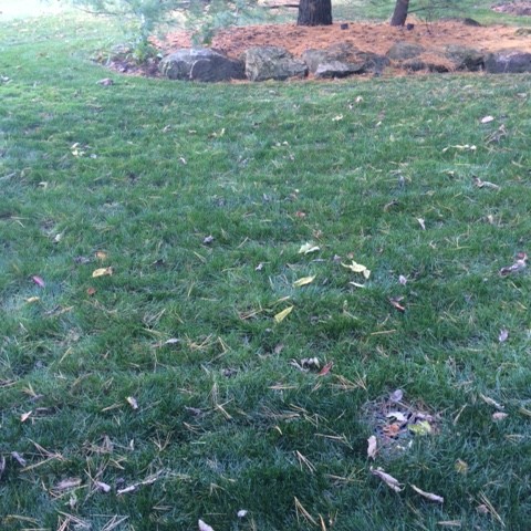 SPOTS WERE RESEEDED AND GRASS FILLED IN WITH SPOTS UNDER CONTROL - OCTOBER 2014