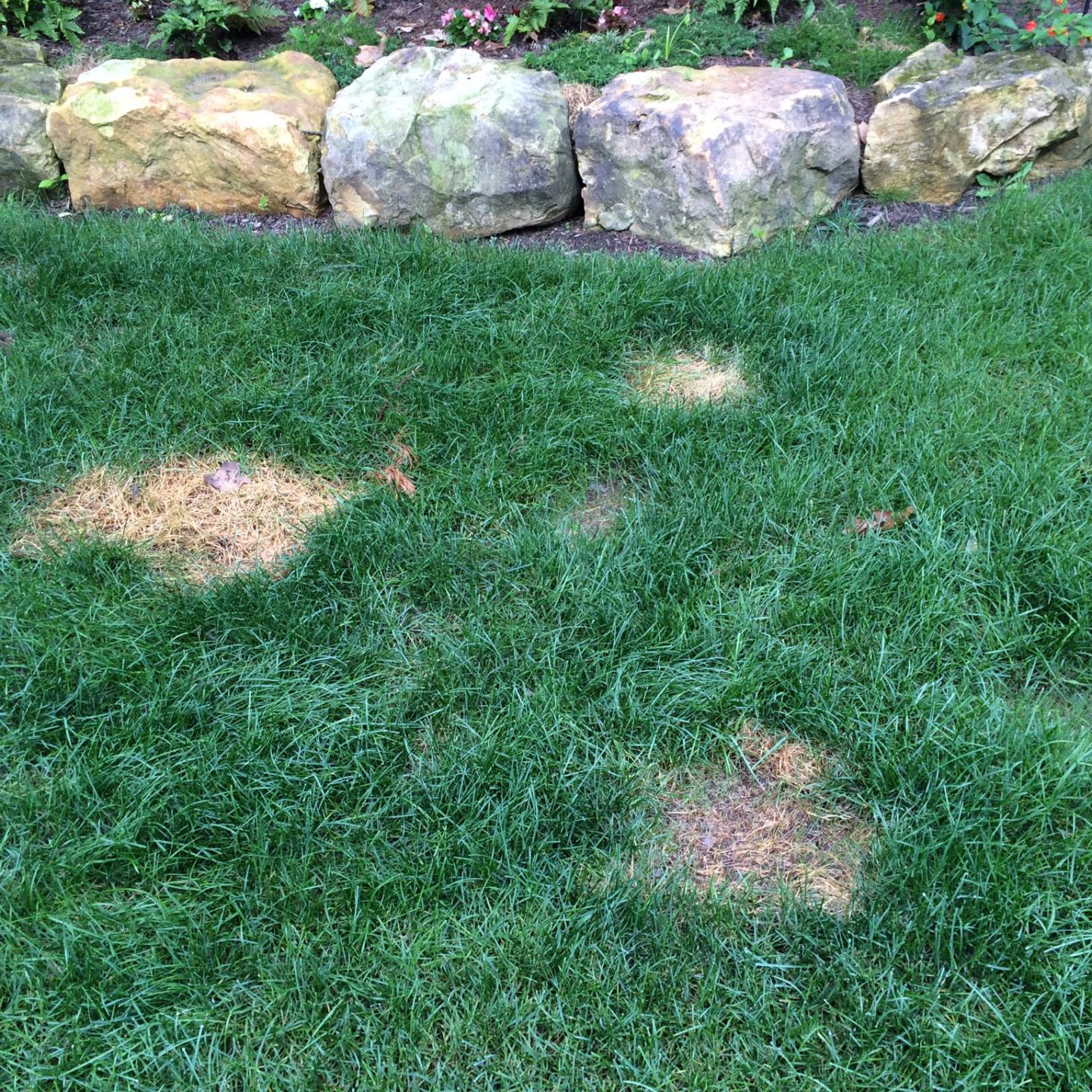 LARGE PEE SPOTS IN JULY 2014