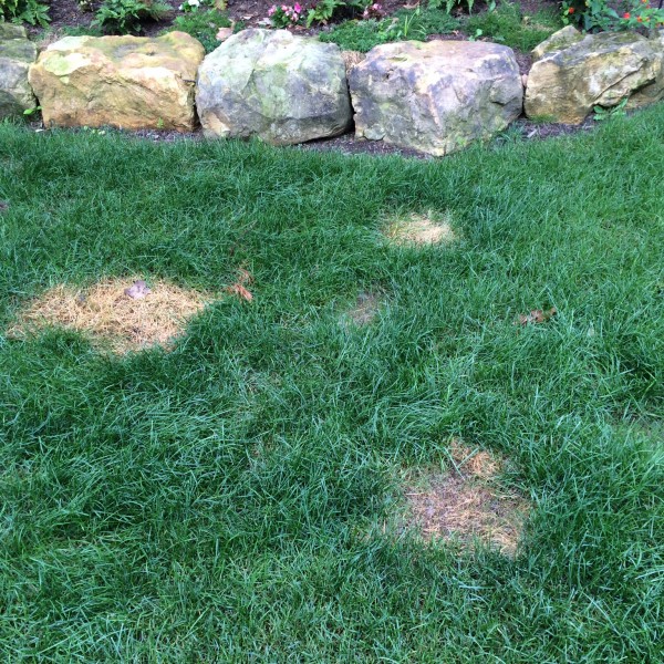 LARGE PEE SPOTS IN JULY 2014