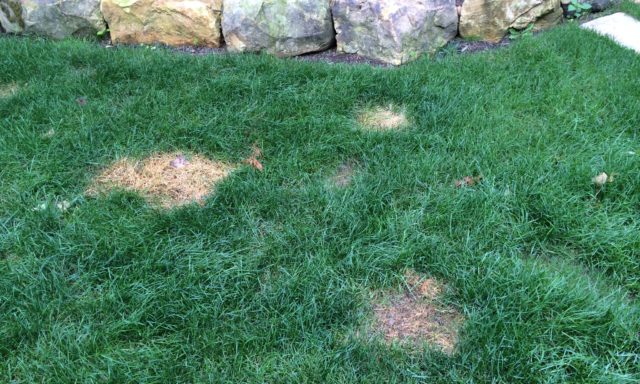LARGE PEE SPOTS IN JULY 2014