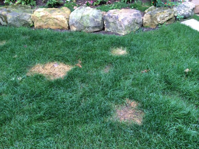 LARGE PEE SPOTS IN JULY 2014