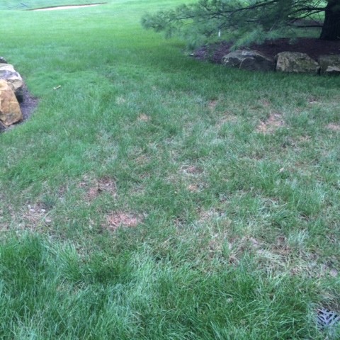 LAWN IN TRANSITION - AUGUST 2014