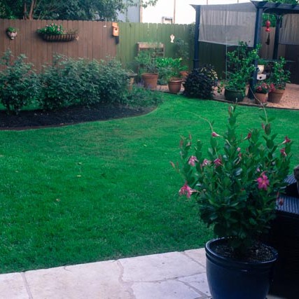 Zoysia Lawn Care with Dogs Austin TX