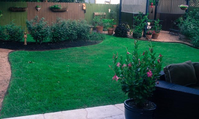 Zoysia Lawn Care with Dogs Austin TX