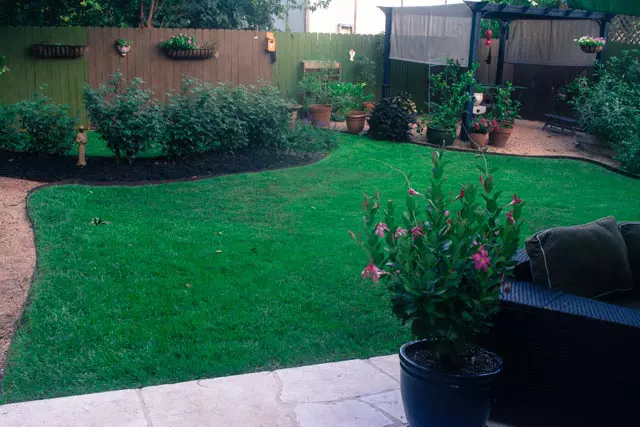 Zoysia Lawn Care with Dogs Austin TX