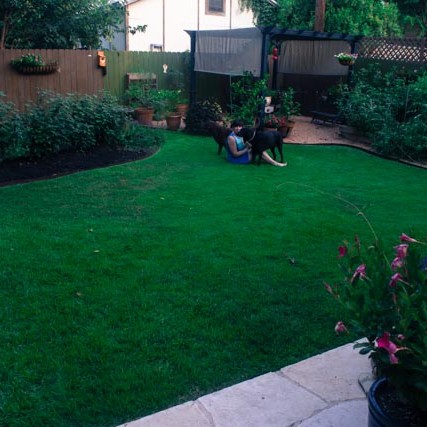 Zoysia Lawn Care with Dogs Austin TX