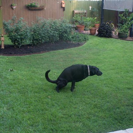 Zoysia Lawn Care with Dogs Austin TX