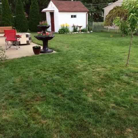 PEE SPOTS IN THE LAWN AND LAWN A LITTLE SPARSE - JULY 2014