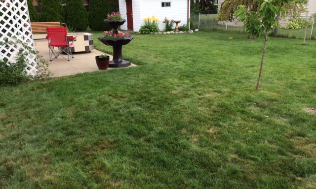 PEE SPOTS IN THE LAWN AND LAWN A LITTLE SPARSE - JULY 2014