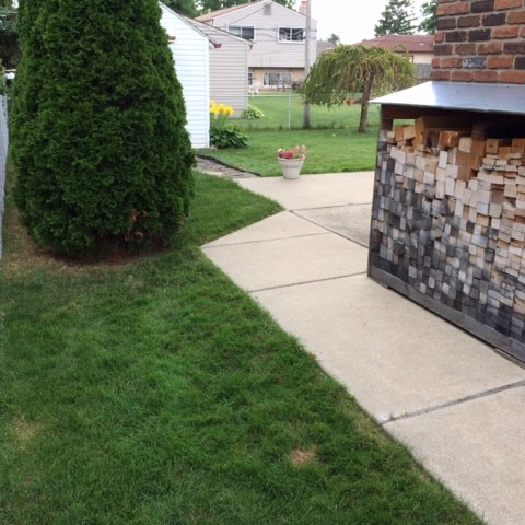 A COUPLE OF PEE SPOTS ALONG THE SIDE OF THE HOUSE - JULY 2014
