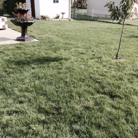 LAWN HAS FILLED IN AND PEE SPOTS ARE DIMINISED IN SIZE OR GONE - OCTOBER 2014